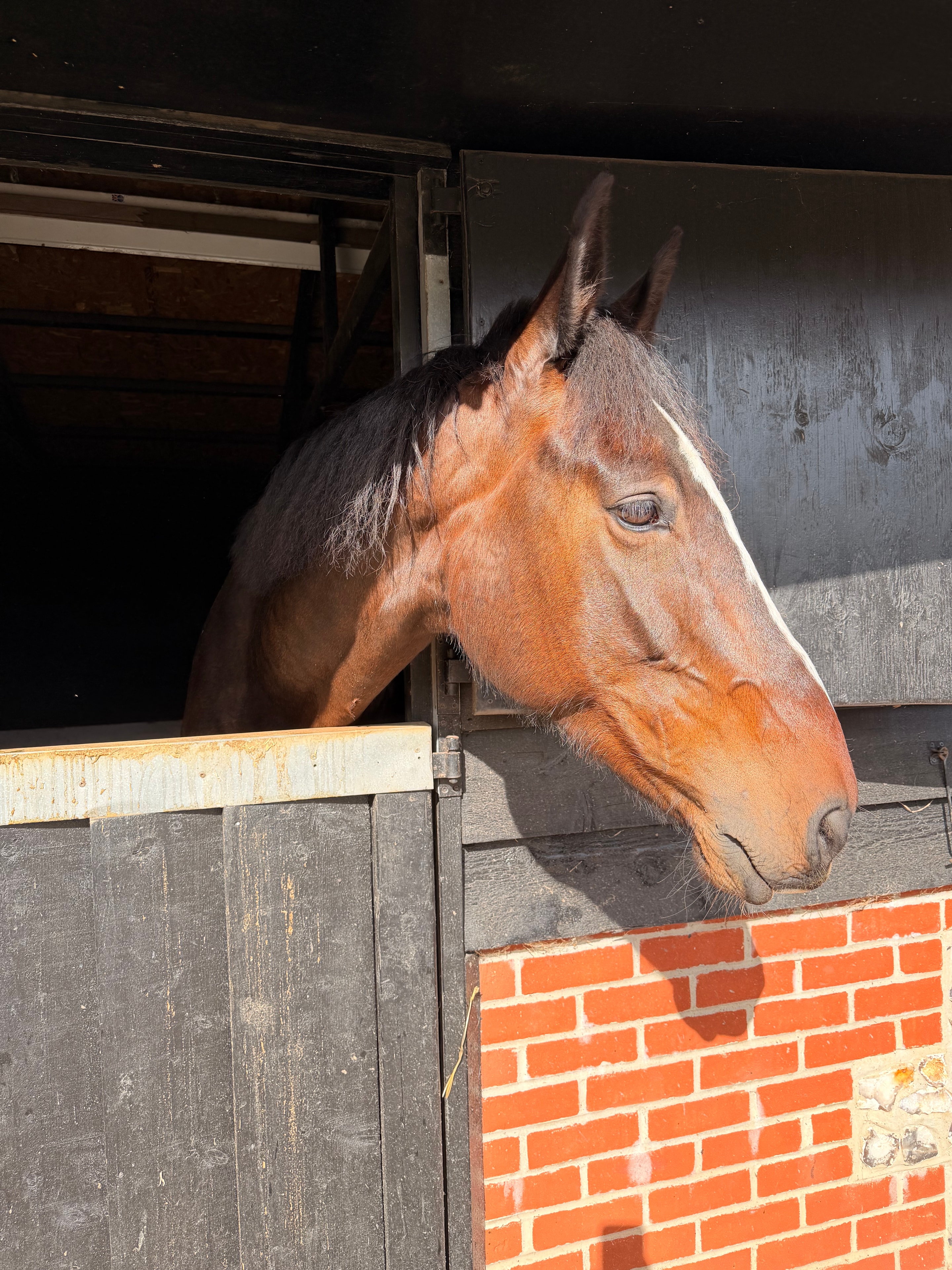 Bob — Sports horse at The Willows