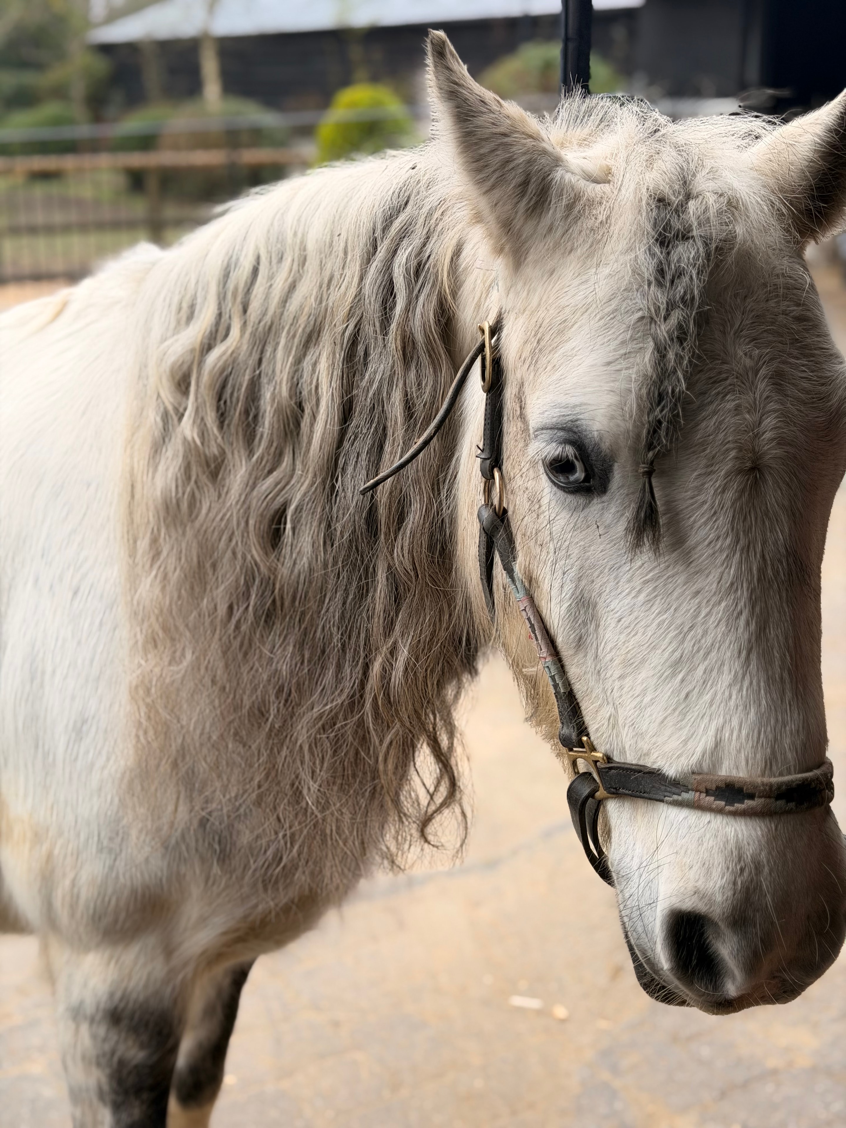 Disney — Horse at The Willows