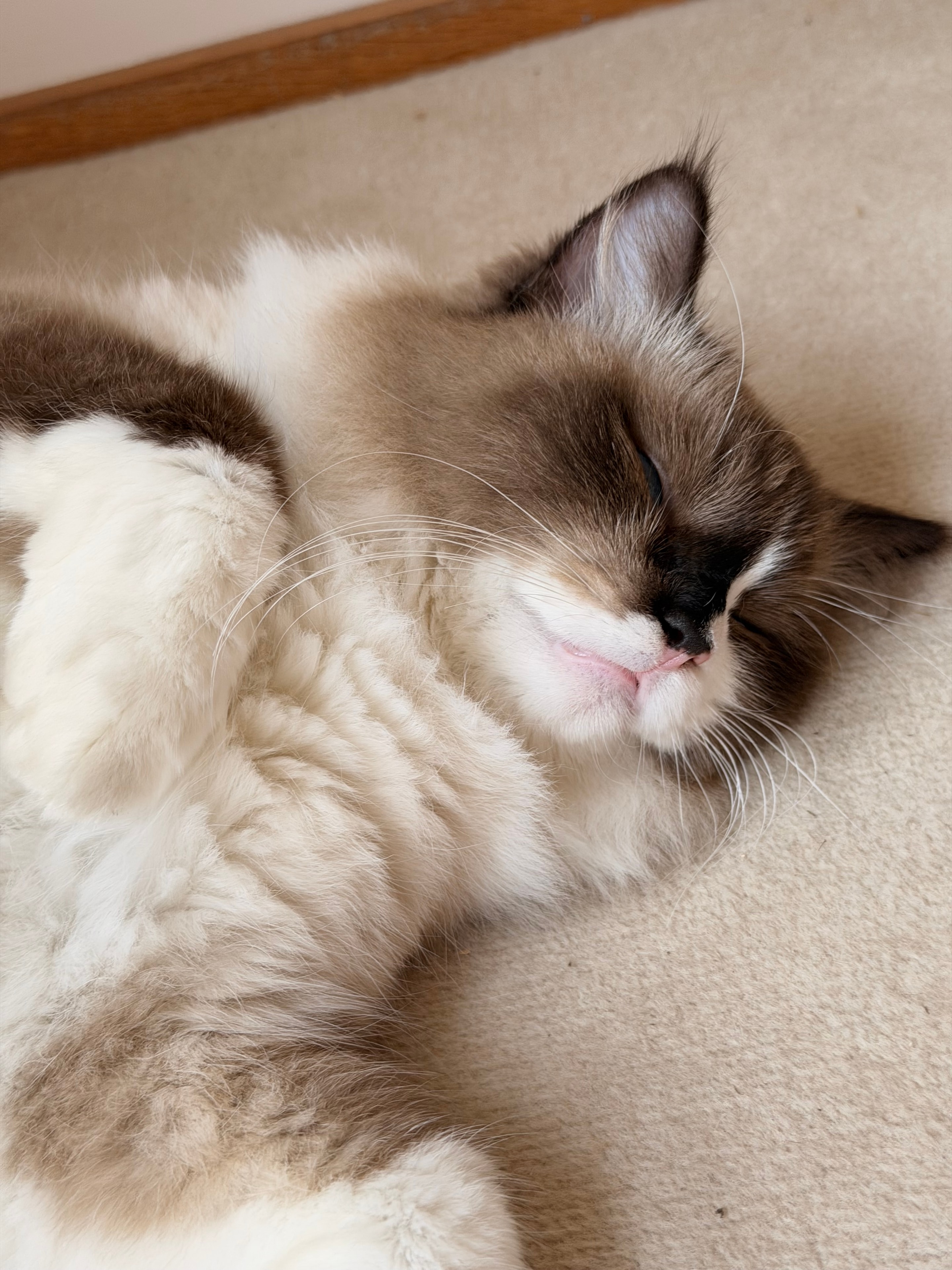 Gizmo — Cat at The Willows