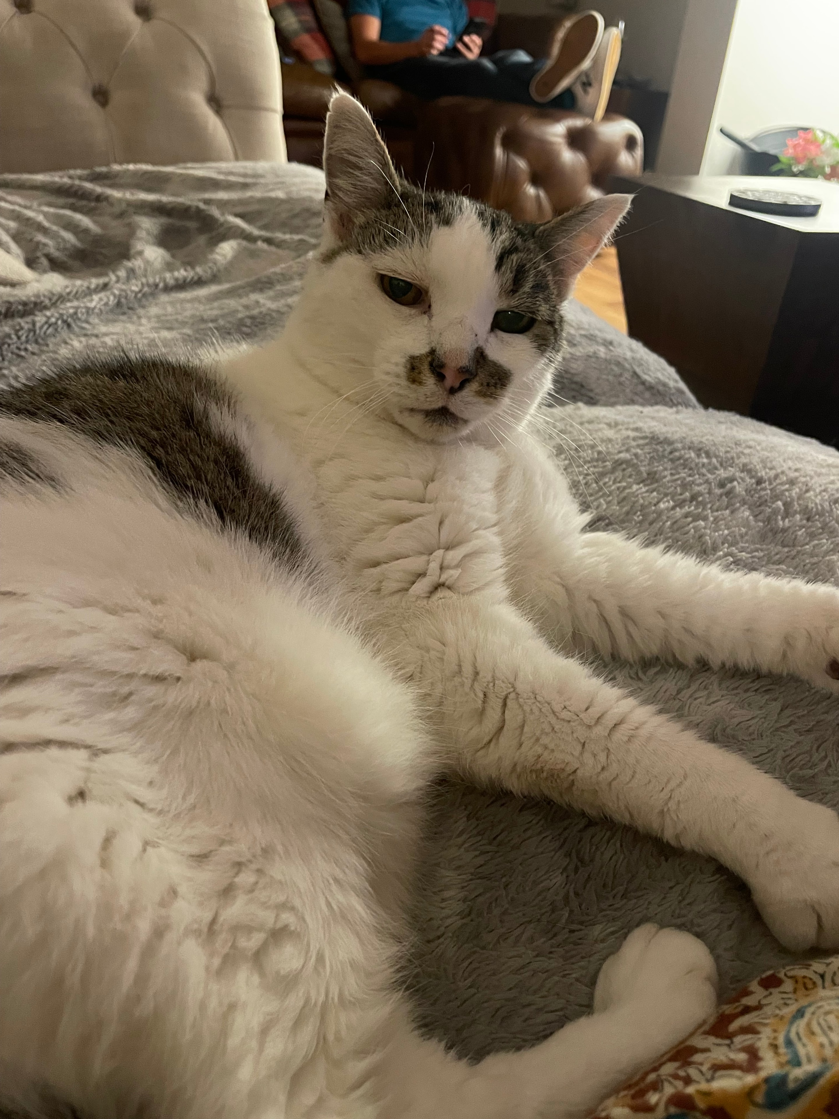 Willow — Cat at The Willows